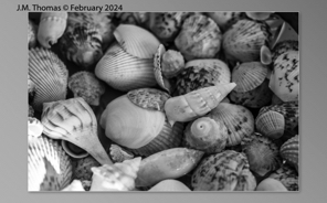 Macro Shells Feb 2024-27.jpg